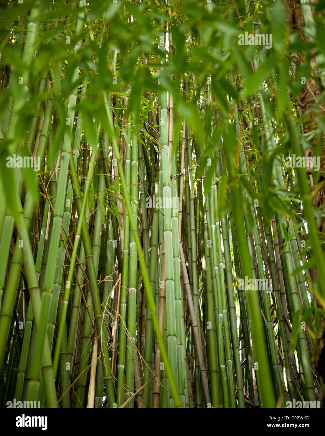 Indigene Bambus ist an vielen Orten in der Toskana üblich. Hier der Bambus erreicht über 40 Fuß hoch und dient in vielen lokalen Stockfoto
