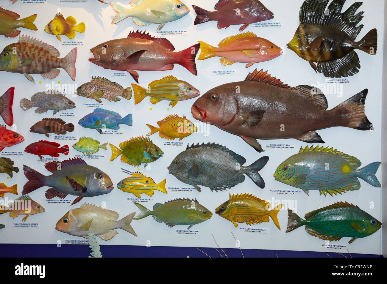 Anzeige der Fisch an der Shell-Haus, Broome, Kimberley-Region, Western Australia, Australien Stockfoto