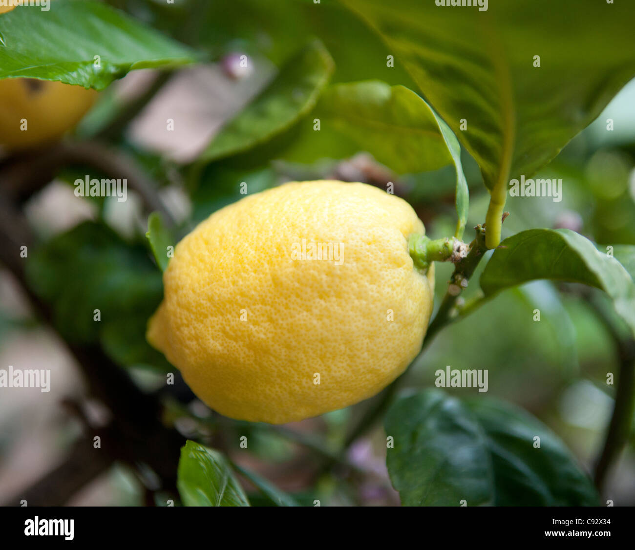 Das Klima der nördlichen Toskana bedeutet, dass es ideal für den Anbau von vielen verschiedener Sorten von Früchten wie Zitronen. Stockfoto