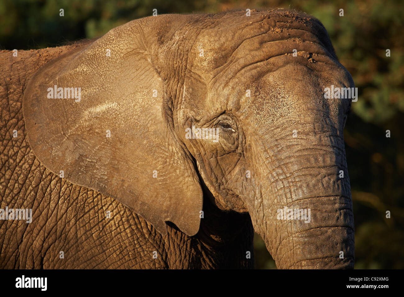 Closeup Portrait eines afrikanischen Elefanten im frühen Abendlicht Stockfoto