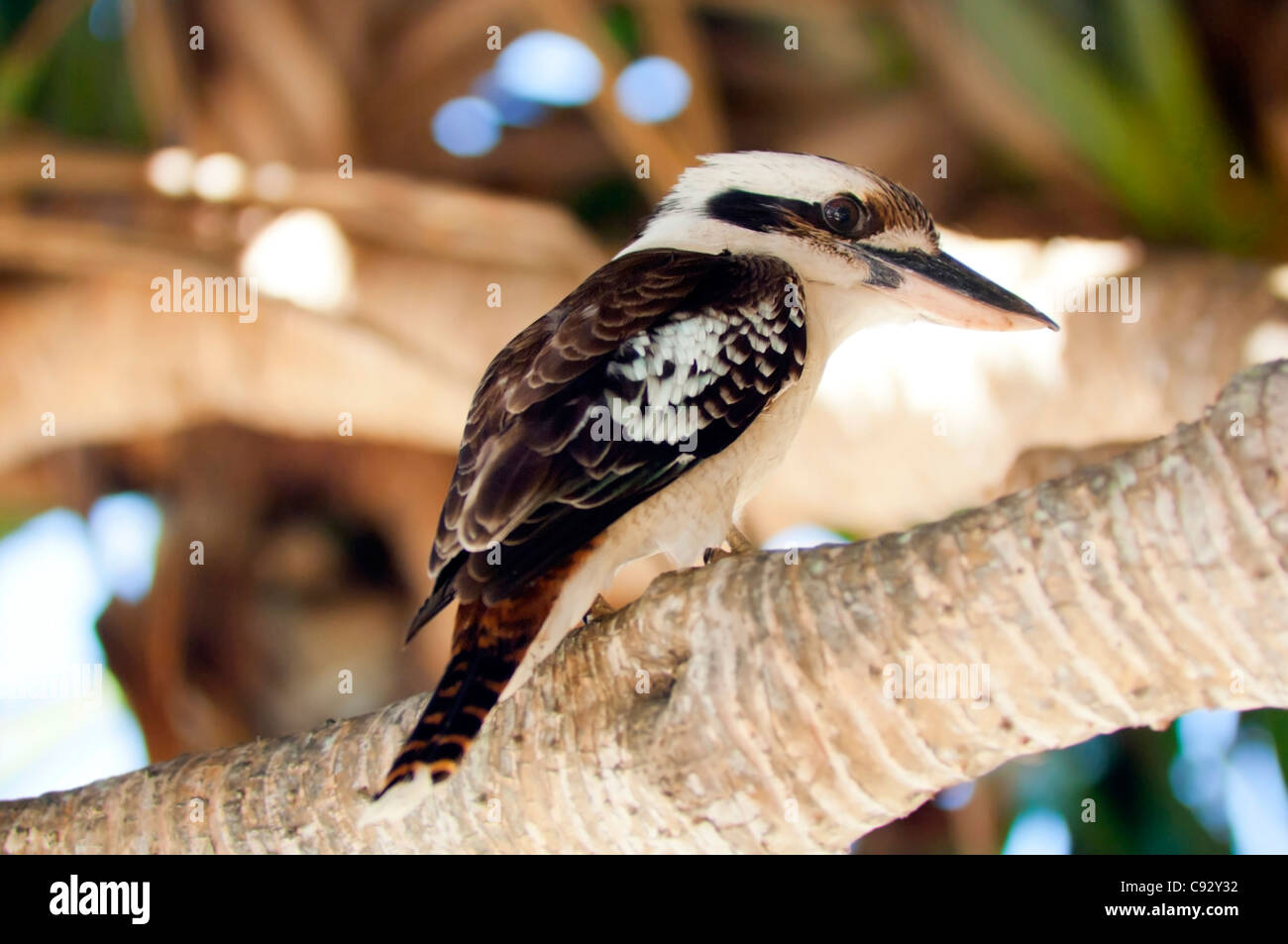 Australian Kookaburra-Vogel, klassische australische Ikone Stockfoto