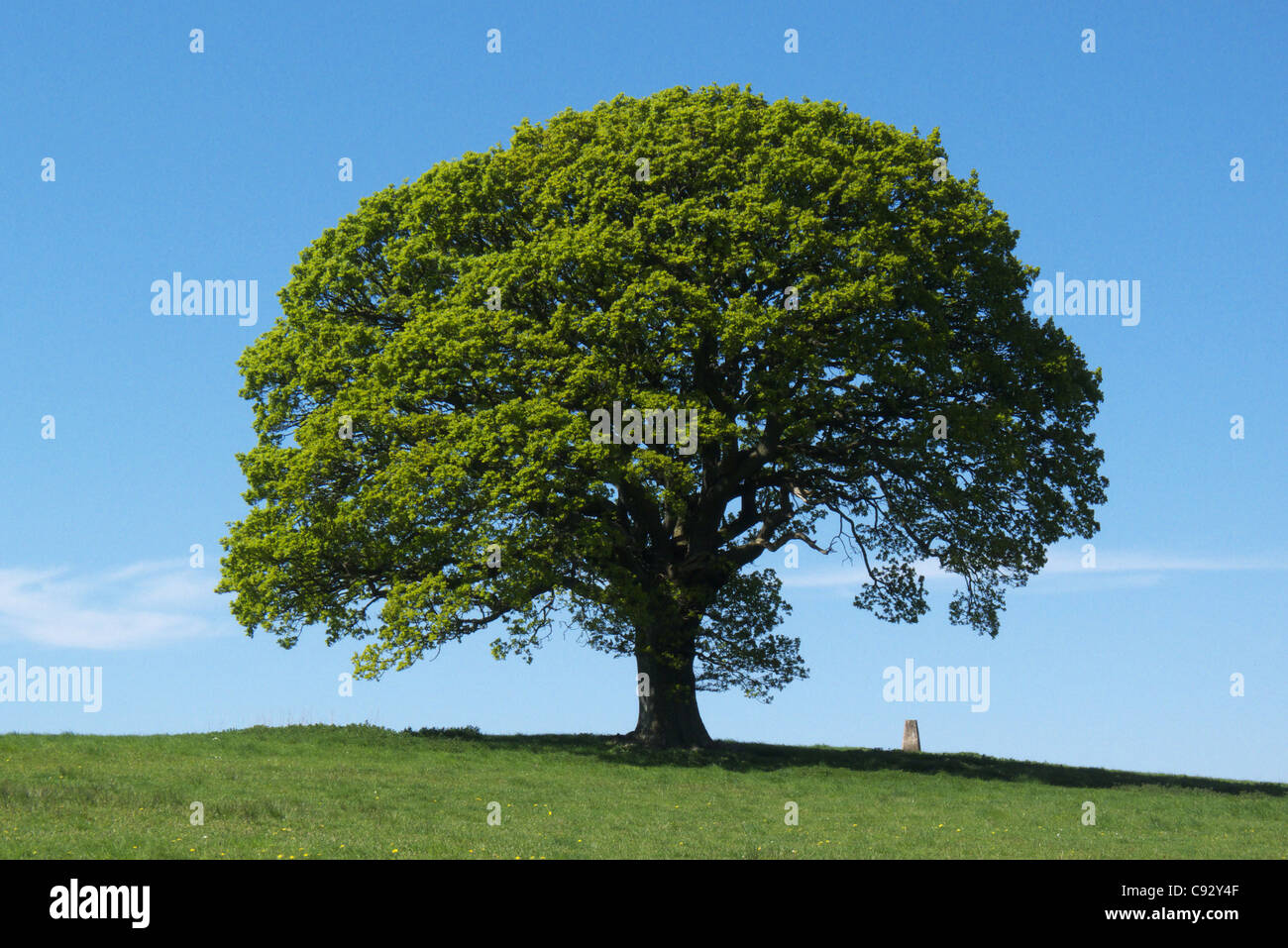 Ein einzelner Baum im Sommer Stockfoto