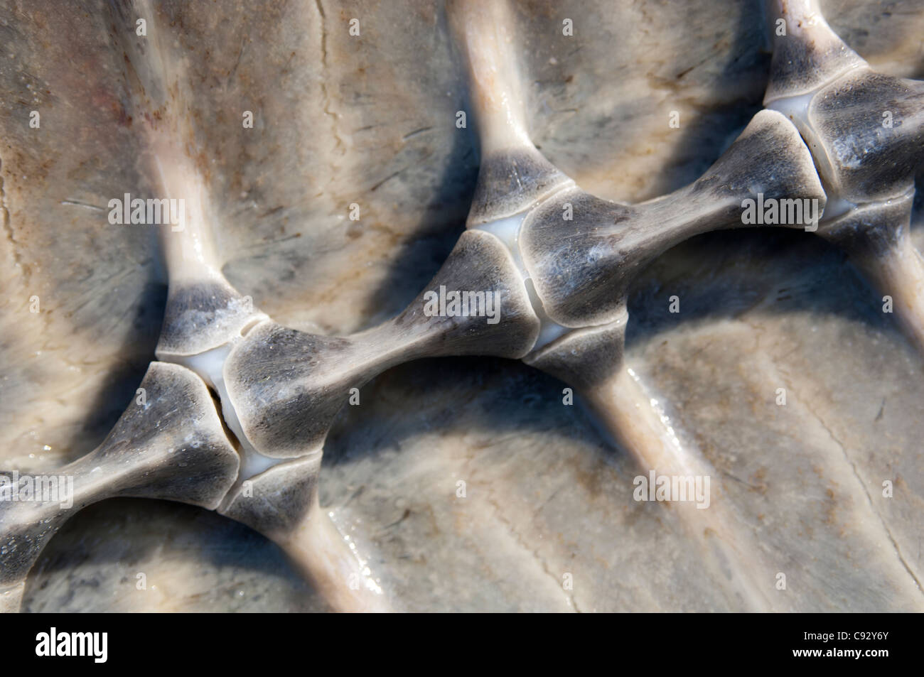 Wirbelsäule eine Meeresschildkröte in der Schale Stockfoto