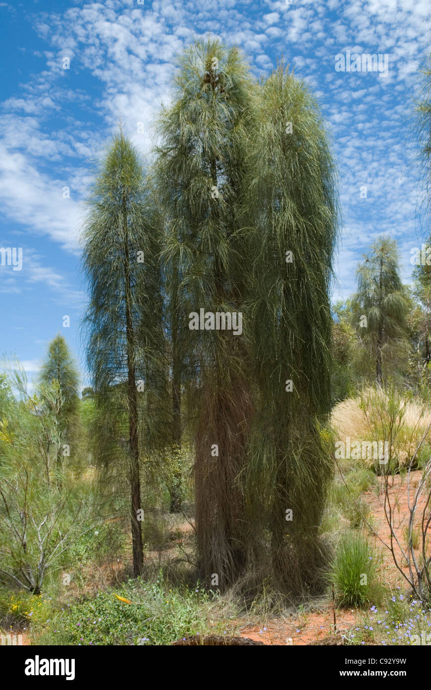 Allocasuarina Decaisneana oder Wüste Eiche ist ein langsam wachsender Baum gefunden in den trockenen Wüstenregionen des Northern Territory, Stockfoto