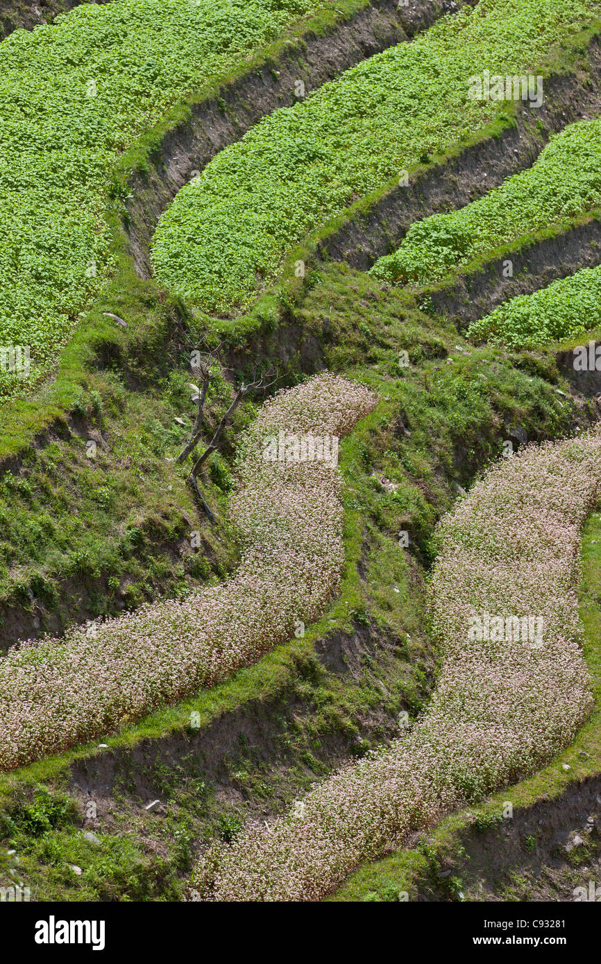 Terrassenförmig angelegten Landwirtschaft im unteren Räude Chhu Tal. Stockfoto
