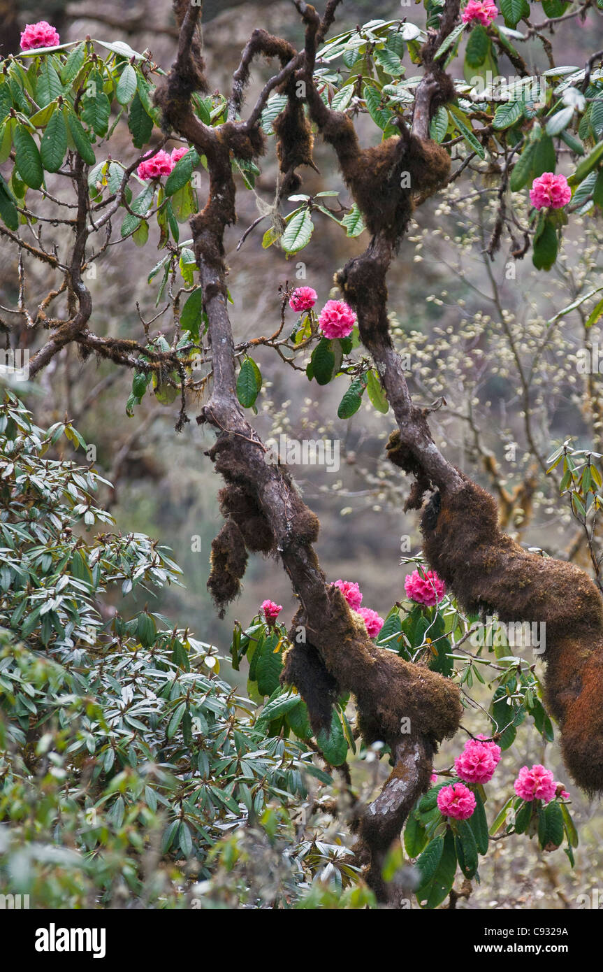 Eine schöne rosa Rhododendron wächst in den Bergen über dem Phobjikha Tal. Stockfoto