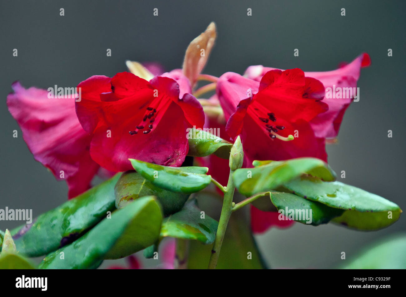 Eine schöne tiefrote Rhododendron wächst im Phobjikha Tal. Stockfoto