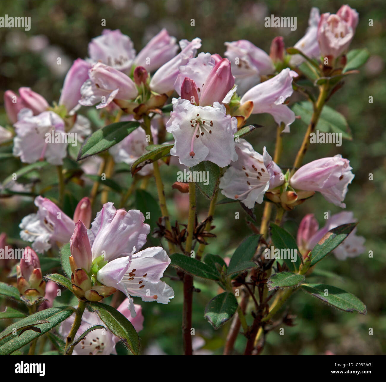 Eine leichte rosa Rhododendron wächst im Phobjikha Tal. Stockfoto