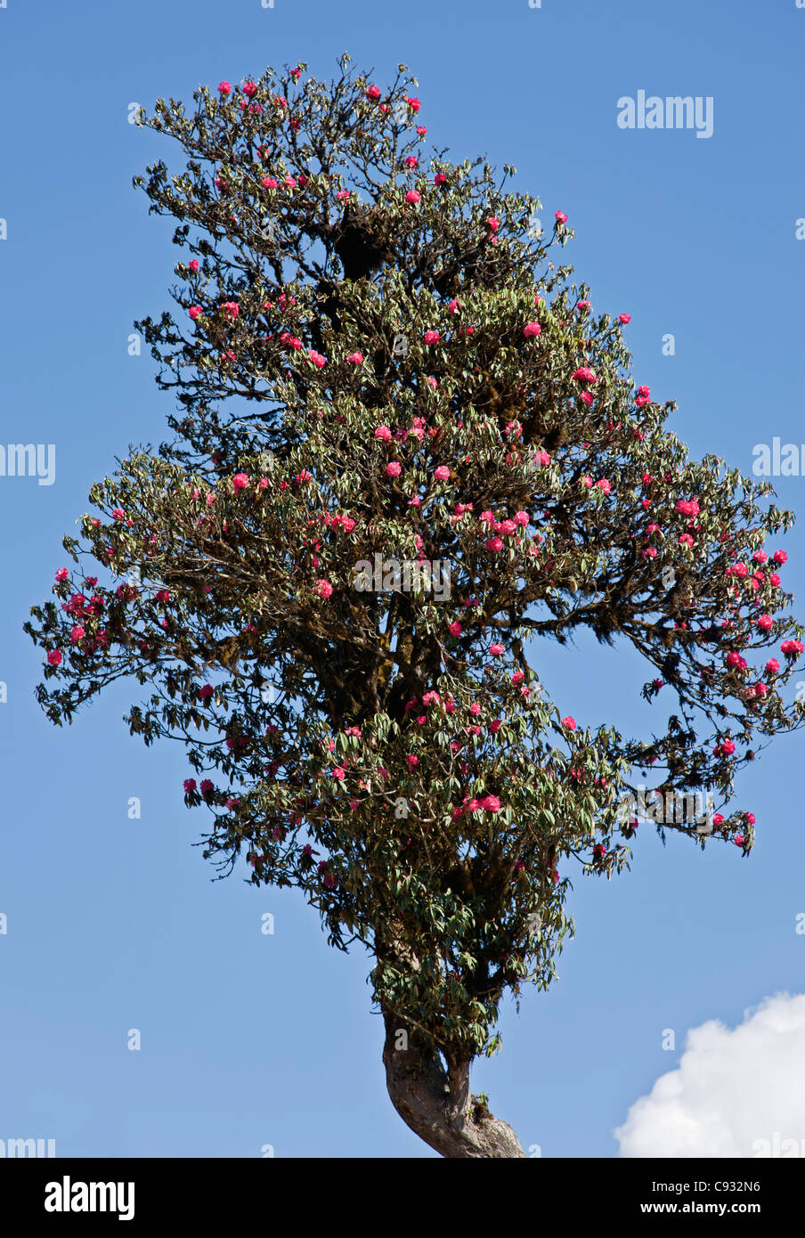 Einem herrlichen alten Rhododendron Baum an die 3.000-Meter-hohen Dochu La Pass. Stockfoto