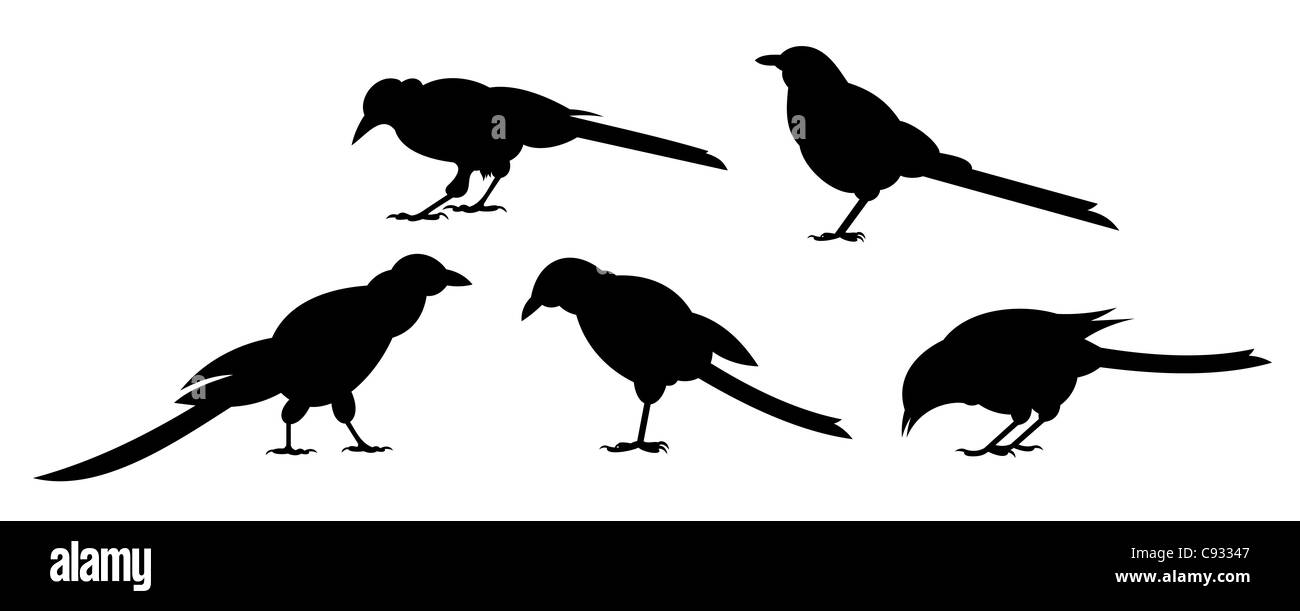 Fünf Vögel auf weißem Hintergrund. Seitenansicht. Abbildung. Stockfoto