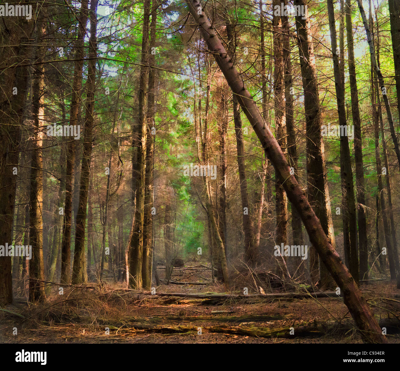 Wald-Szene mit Licht, das durch die Baumkronen Stockfoto