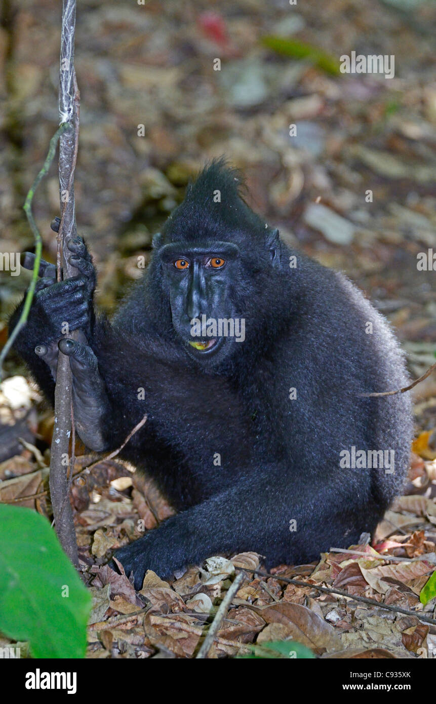 schwarzen crested Macaque in Tangkoko, Sulawesi Stockfoto