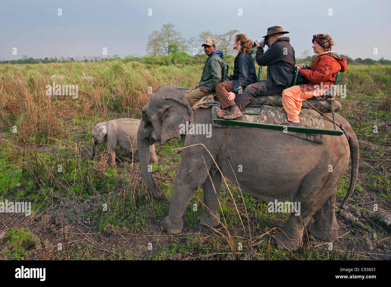 Touristen fahren ein am frühen Morgen Elefantenrücken zu großen indischen einen gehörnten Nashörner suchen. Stockfoto