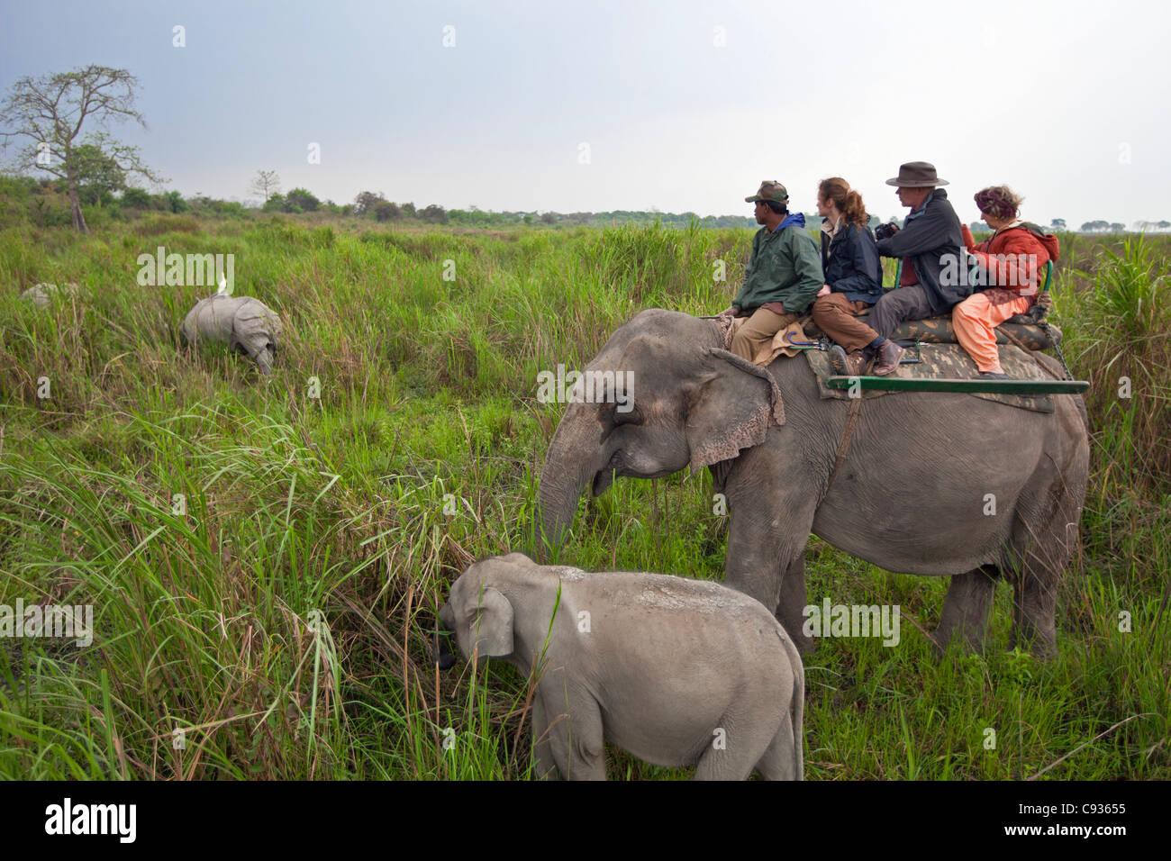 Touristen fahren ein am frühen Morgen Elefantenrücken zu großen indischen einen gehörnten Nashörner suchen. Stockfoto