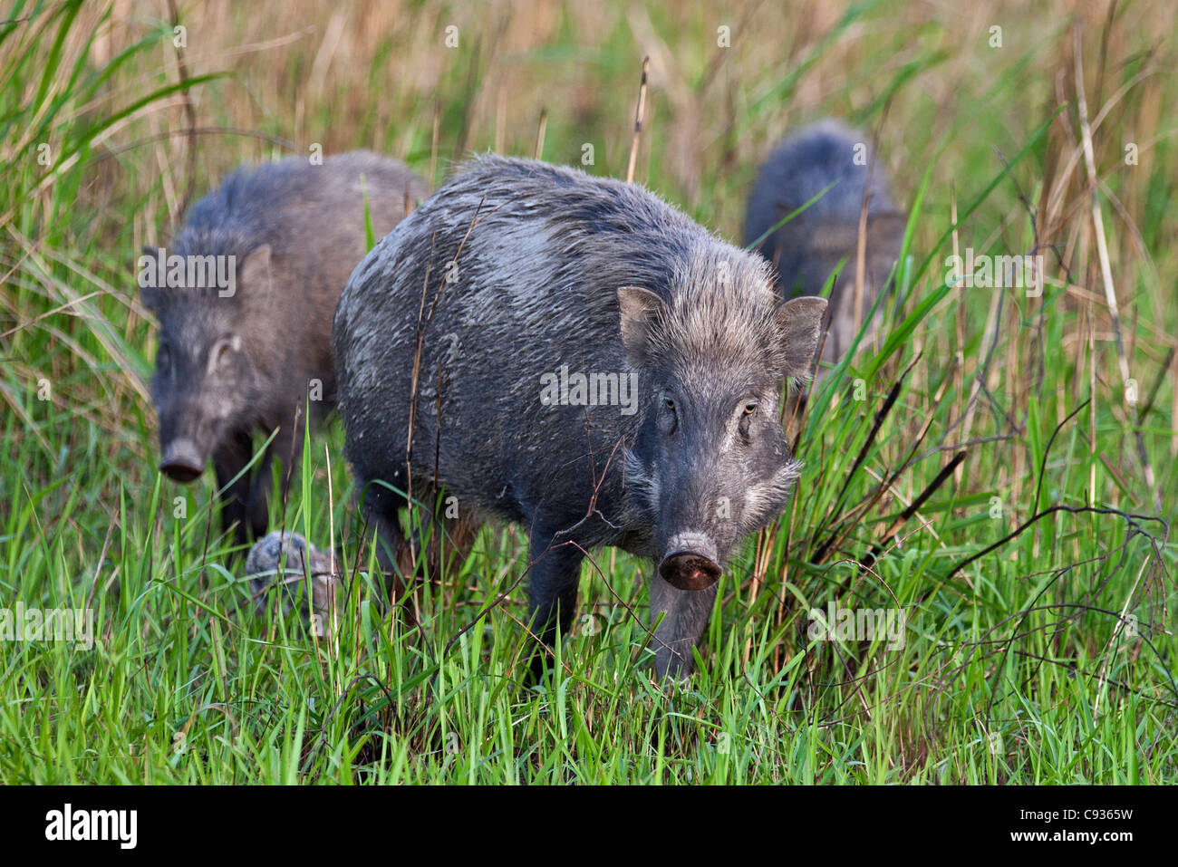 Eine Familie von indische Wildschwein im Kaziranga Nationalpark. Stockfoto