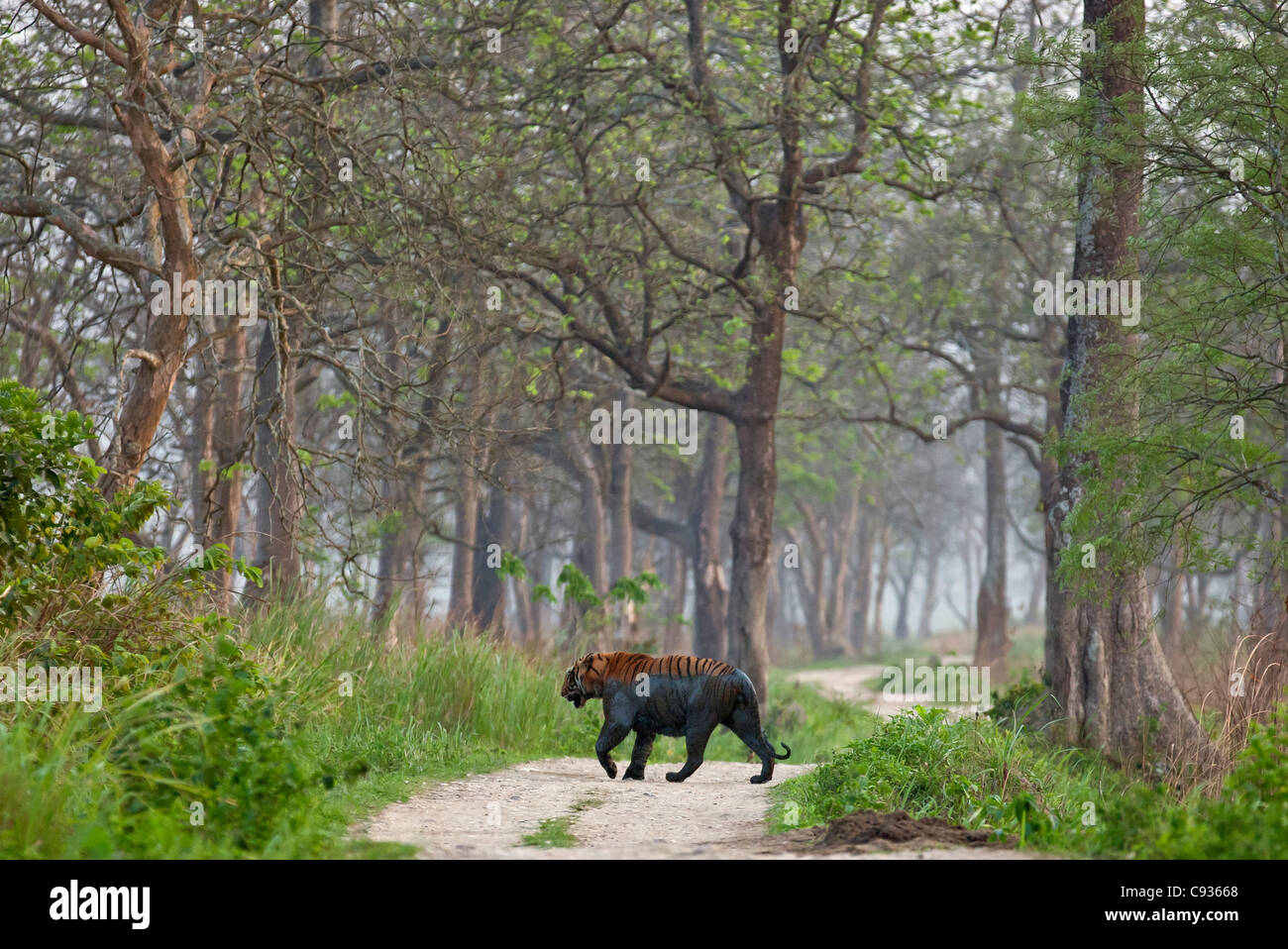 Am späten Nachmittag kreuzt ein Royal Bengal Tiger, frisch aus einem schlammigen Sumpf, eine Spur im Kaziranga Nationalpark. Stockfoto