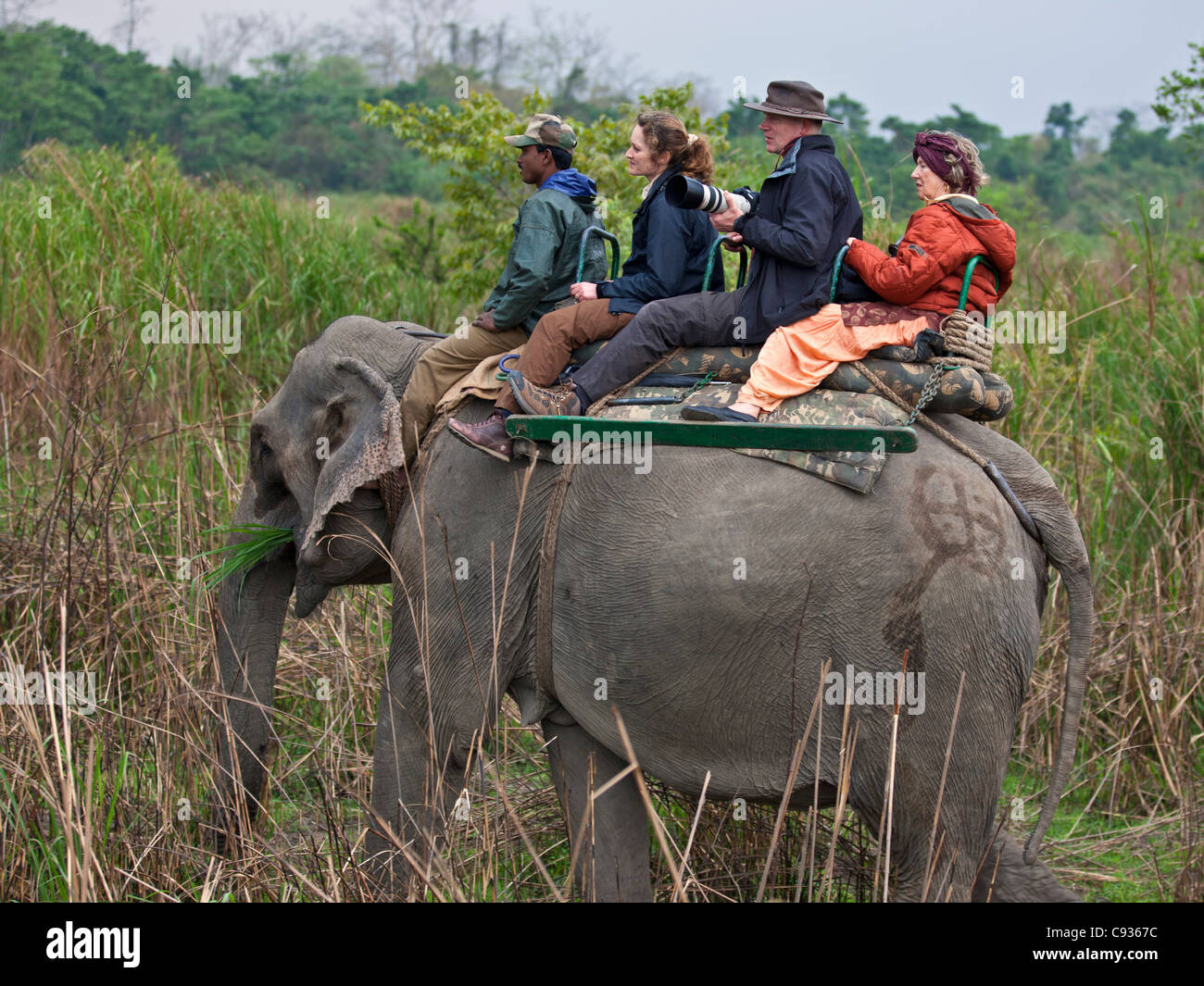 Touristen auf einem Elefanten suchen nach großen indischen einen gehörnten Nashörner und andere wilde Tiere groß Sumpf Gras. Stockfoto