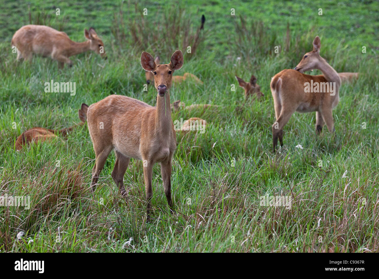 Eine Herde von weiblichen Swamp Deer am Rande des Sumpfes im Kaziranga Nationalpark. Diese Hirsche sind eine vom Aussterben bedrohte Arten. Stockfoto
