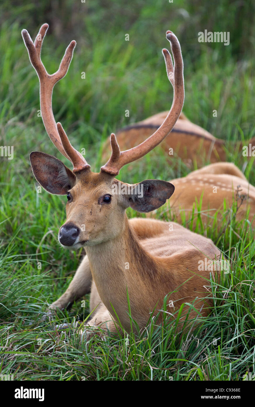 Eine männliche Swamp Deer am Rande des Sumpfes im Kaziranga Nationalpark. Diese markante Hirsche sind eine vom Aussterben bedrohte Arten. Stockfoto