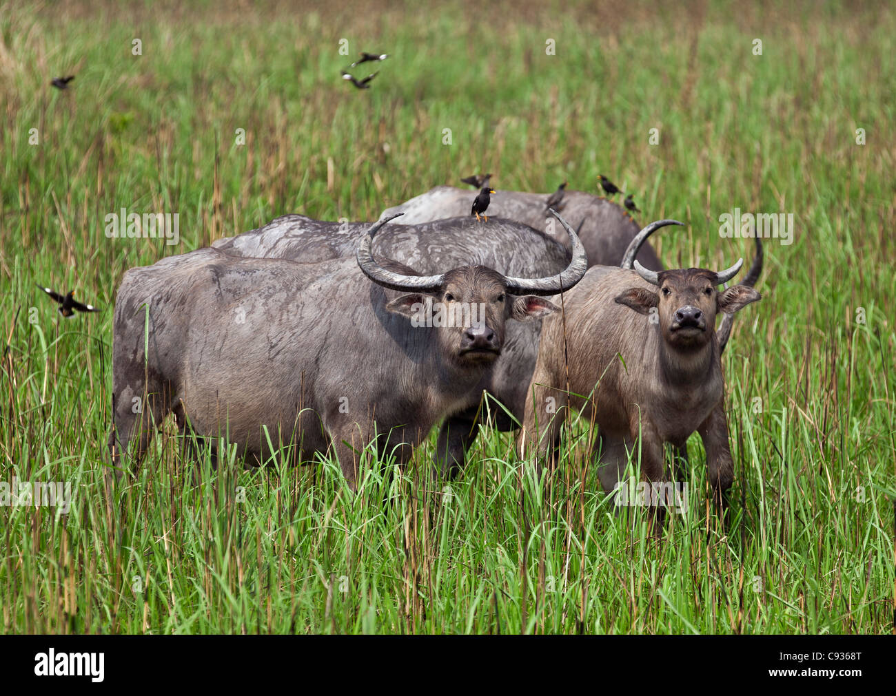 Wilde asiatische Wasserbüffel mit einer Herde von Dschungel Mynas im Kaziranga Nationalpark. Stockfoto