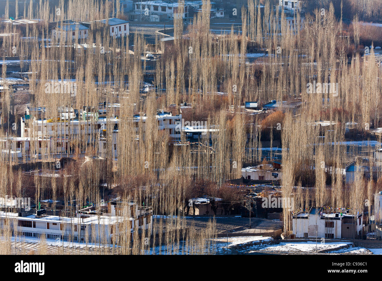 Indien, Ladakh, Leh. Morgensonne auf Pappeln in Leh. Stockfoto