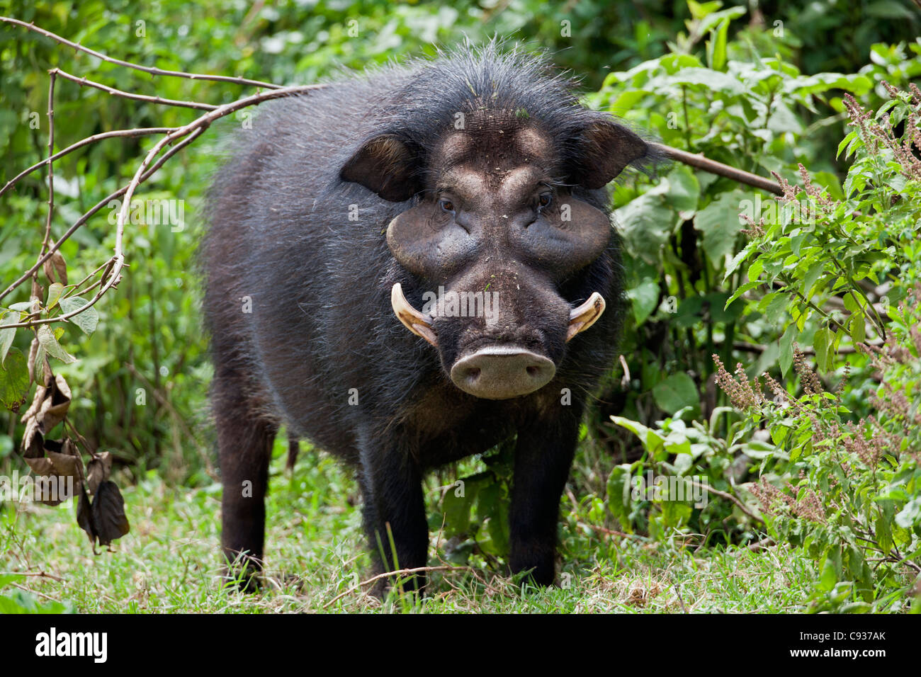 Eine selten gesehene Riesen Schwein in Salient des Aberdare-Nationalparks. Stockfoto