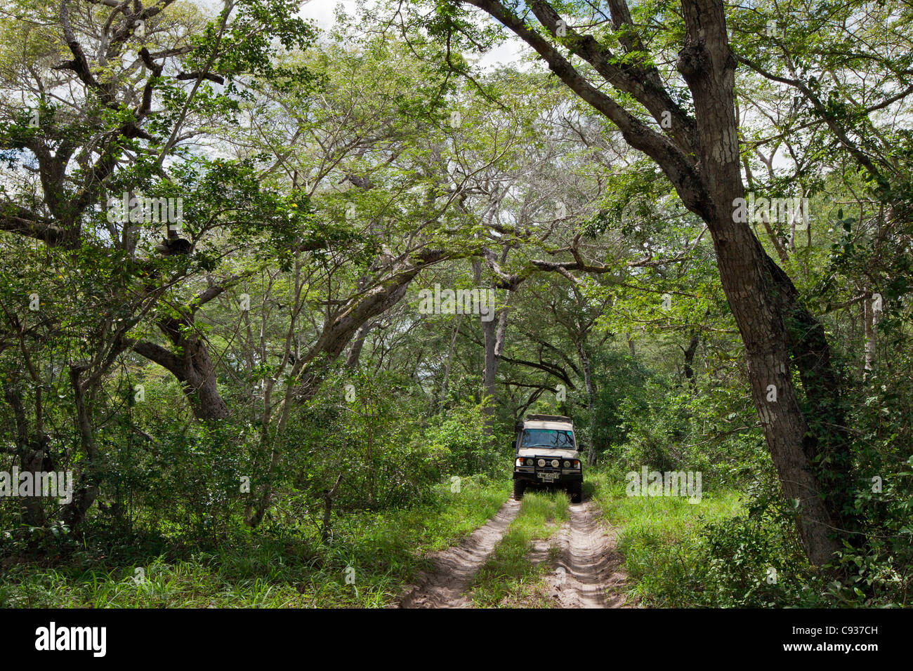 Besucher fahren in den schönen Arabuko Sokoke-Wald in der Nähe von Malindi. Stockfoto