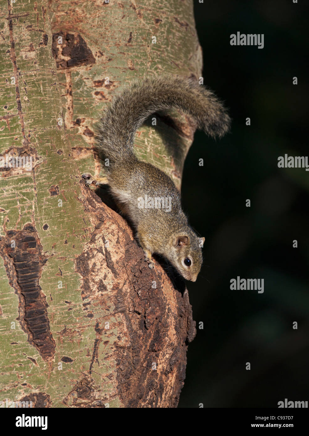 Ein Busch Eichhörnchen auf einem gelben bellte Akazie. Stockfoto