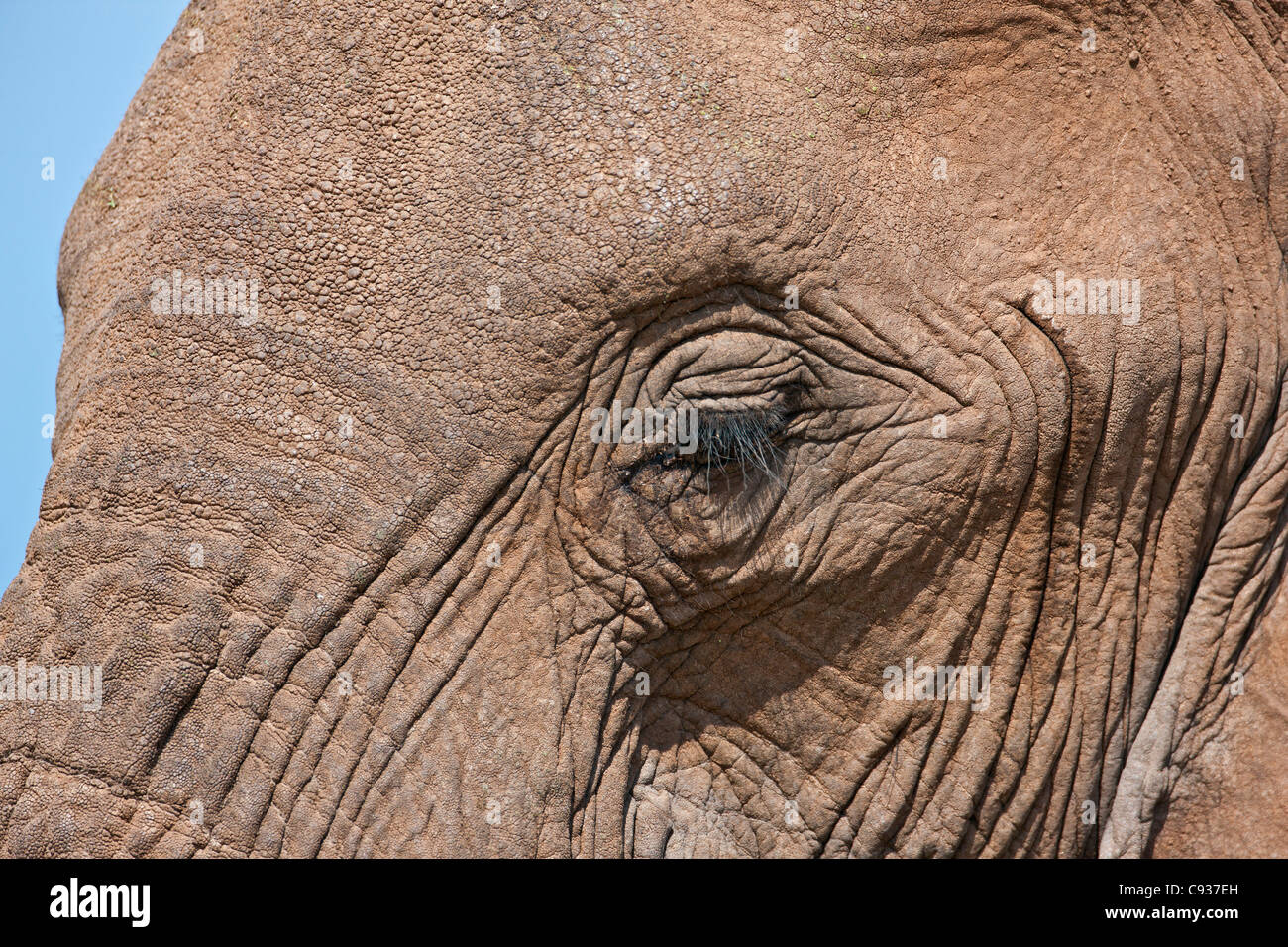 Nahaufnahmen von einem afrikanischen Elefanten s Wimpern und verstecken sich in Samburu Game Reserve. Stockfoto