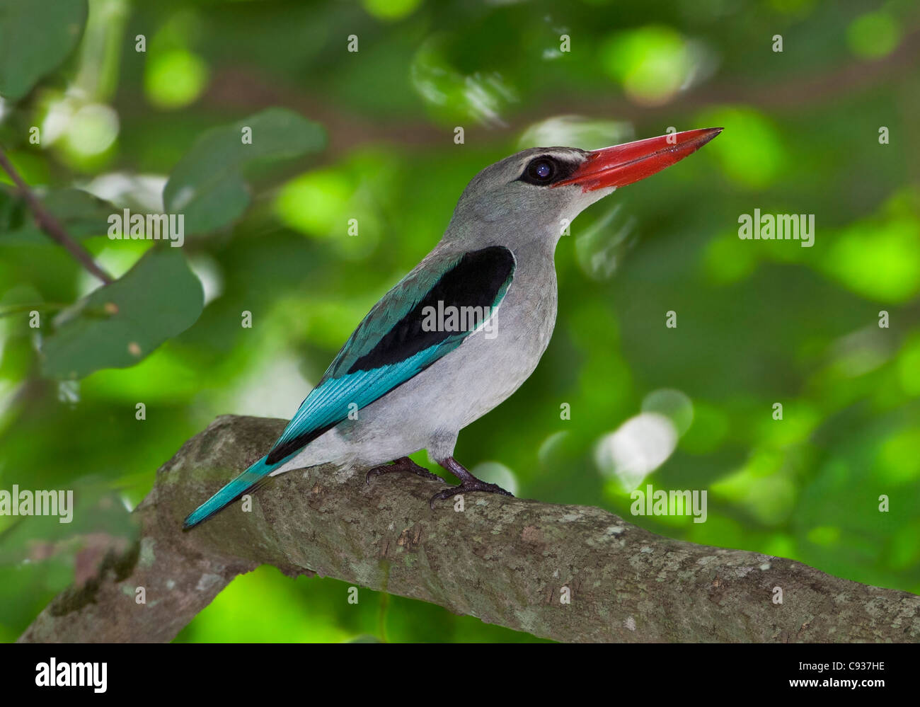 Eine Mangrove Kingfisher Mida Creek, Watamu. Stockfoto