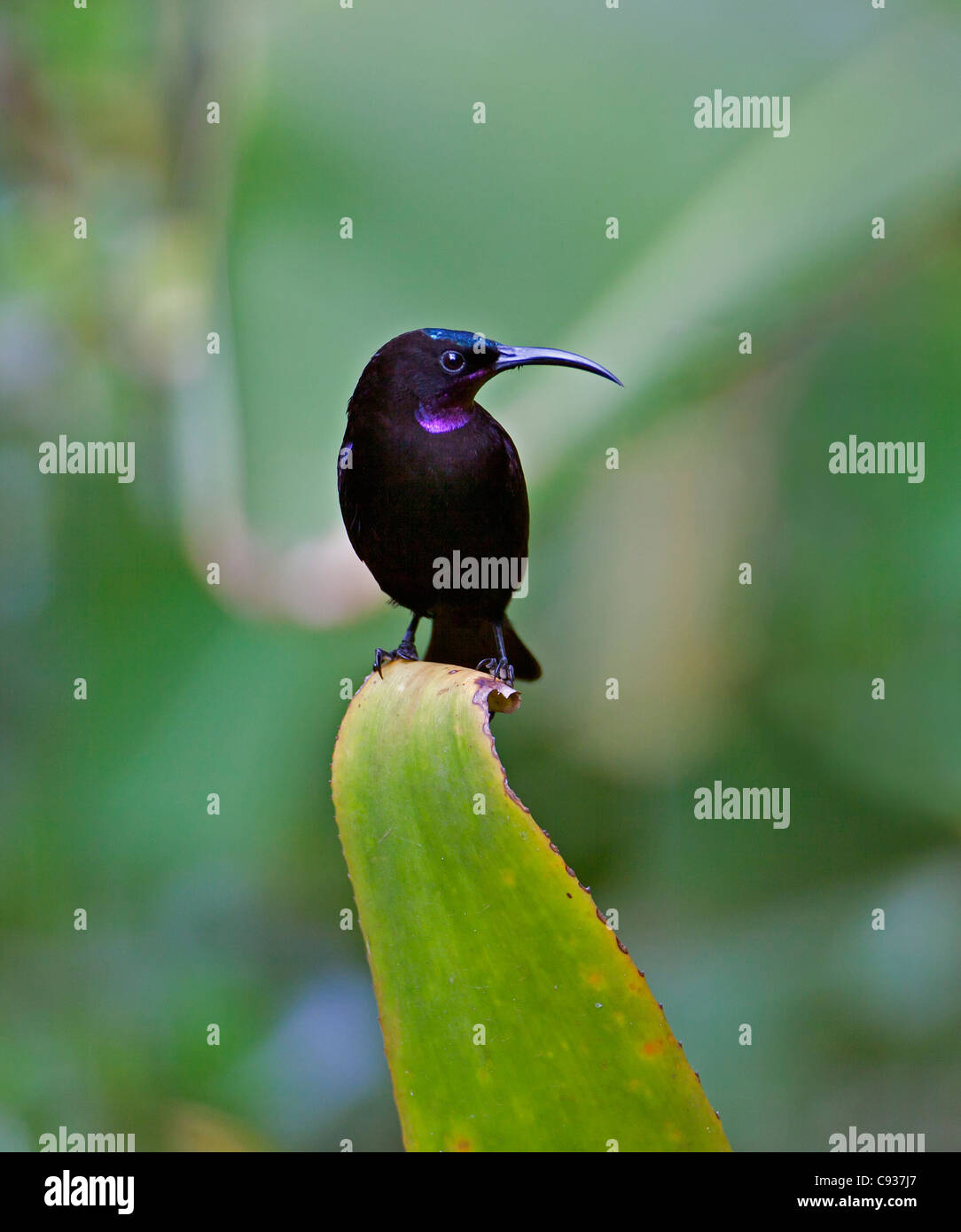 Ein Amethyst Sunbird. Stockfoto