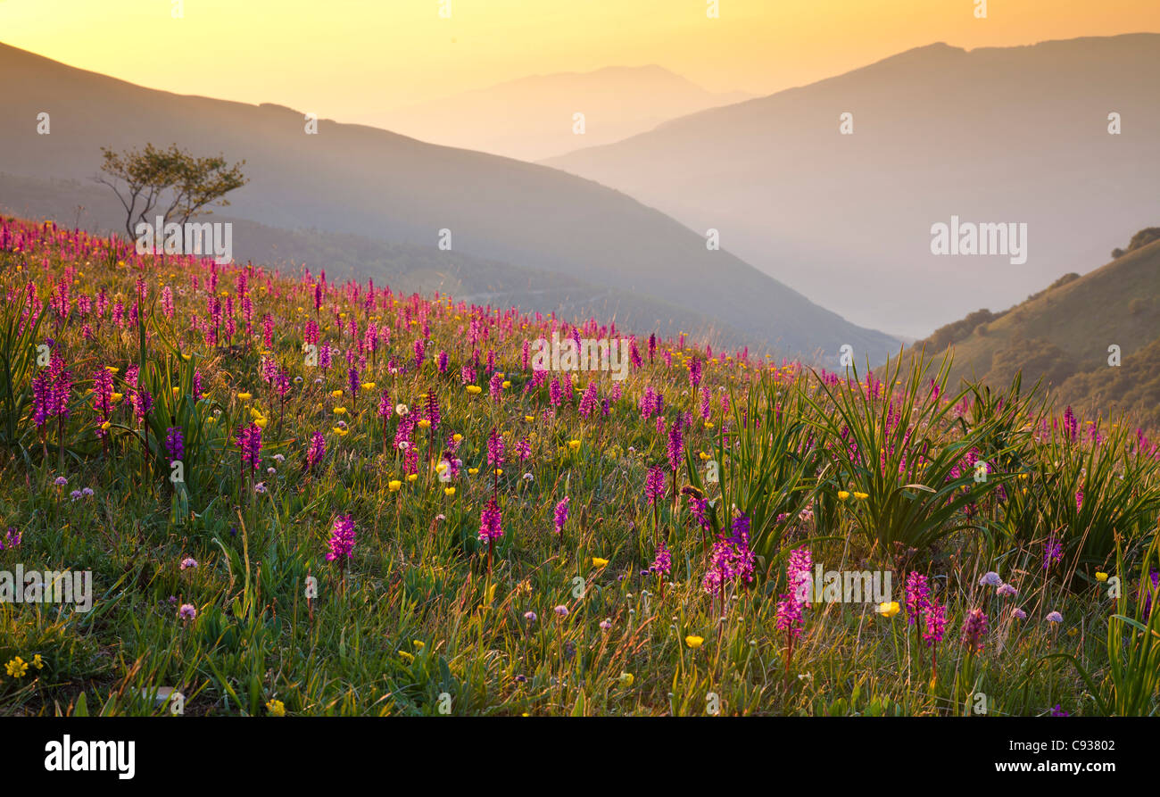 Italien, Umbrien, Forca Canapine. Rosa Orchideen wachsen auf den Forca Canapine, Nationalpark Monti Sibillini, gebadet im Dämmerlicht. Stockfoto