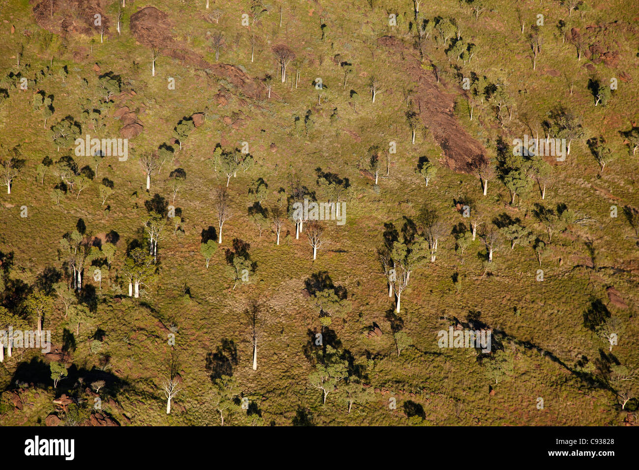 Boab-Bäume und Wiesen in der Nähe von Warmun (Türkei Creek), Kimberley-Region, Western Australia, Australien - Antenne Stockfoto