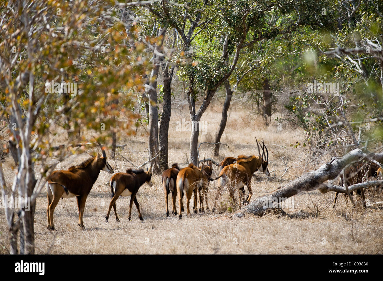 Malawi, Majete Wildlife Reserve.  Herde von weibliche Rappenantilope mit jungen. Stockfoto