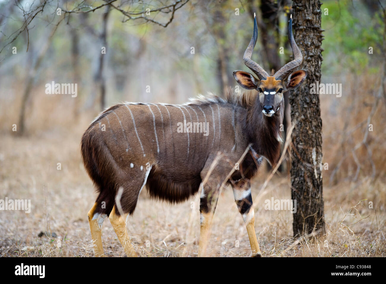 Malawi, Majete Wildlife Reserve.  Männliche Nyala, eine Spirale-gehörnte Antilope in den Wäldern von Brachystegia. Stockfoto