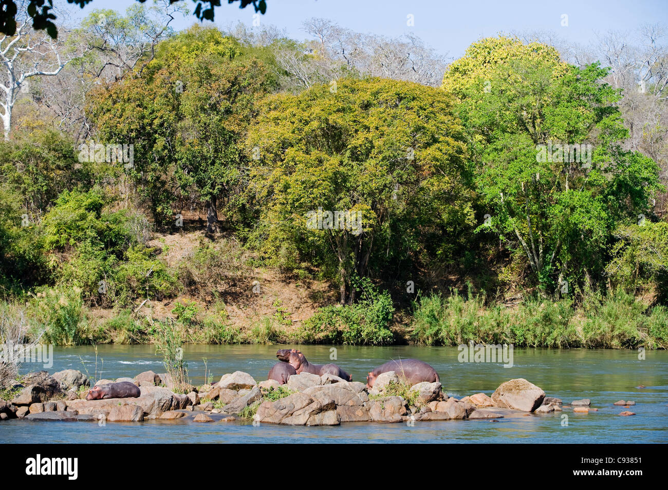 Malawi, Majete Wildlife Reserve. Eine Familie von Nilpferd entspannen in der Sonne auf einer Insel im Fluss Shire. Stockfoto