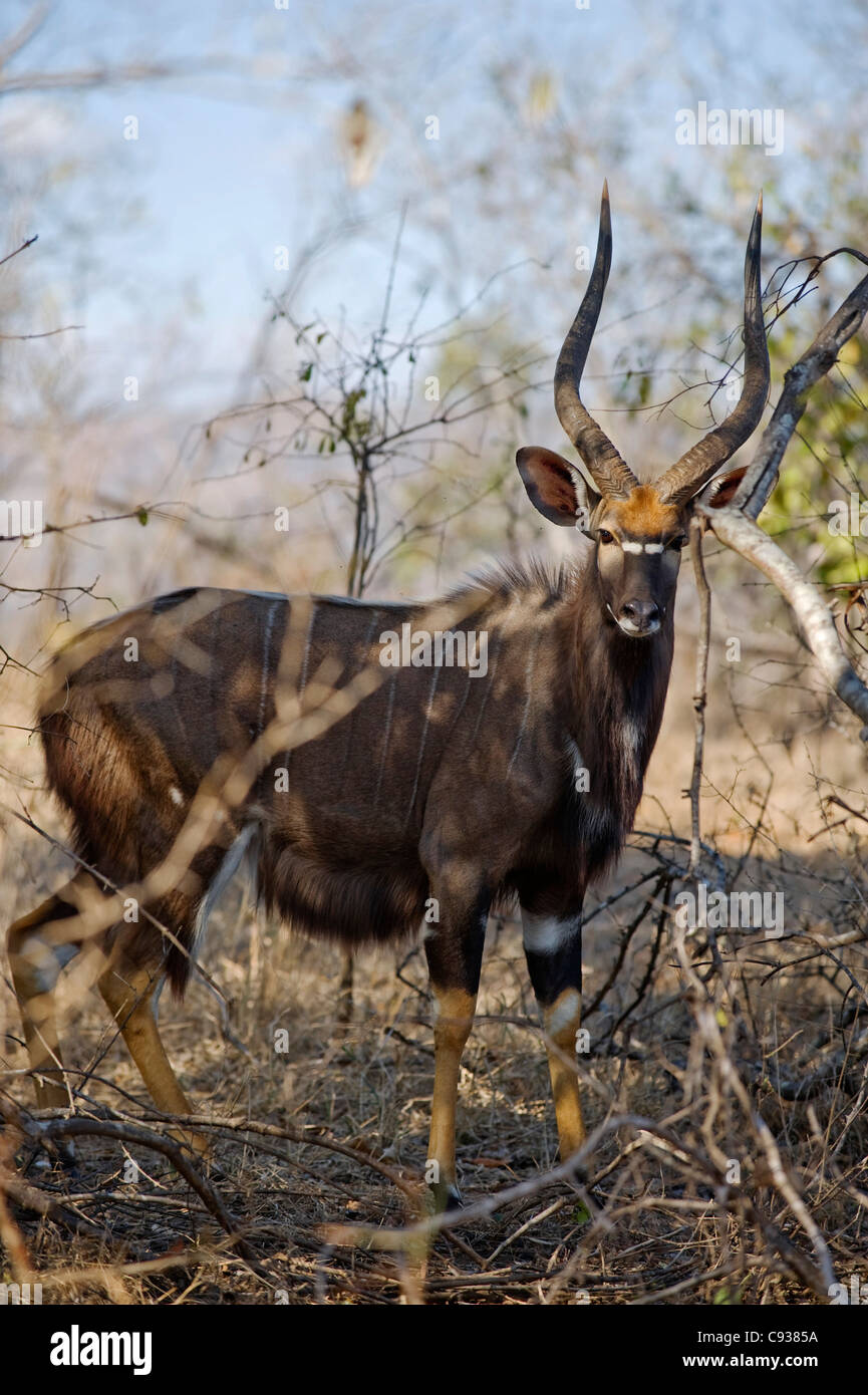 Malawi, Majete Wildlife Reserve.  Männliche Nyala, eine Spirale-gehörnte Antilope in den Wäldern von Brachystegia. Stockfoto