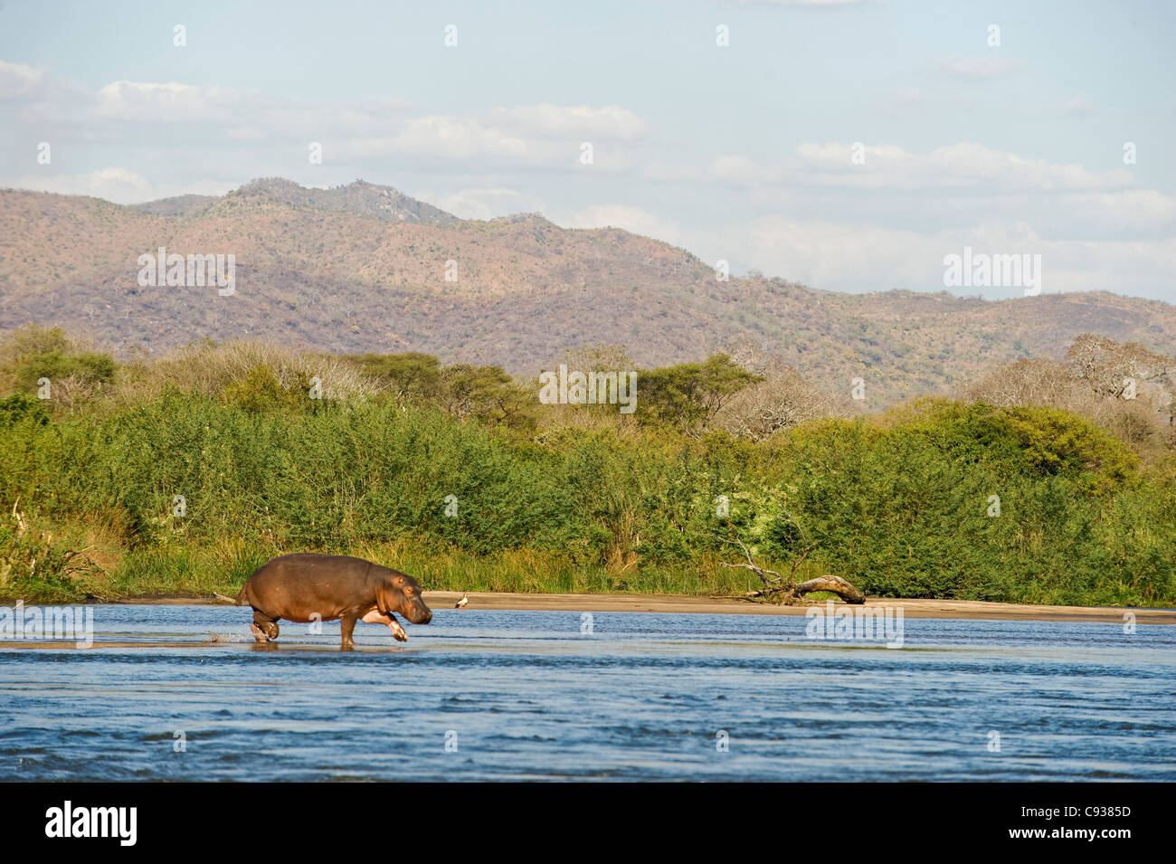 Malawi, Majete Wildlife Reserve. Ein Nilpferd kreuzt eine schmale Sandbank in der Shire-Fluss. Stockfoto