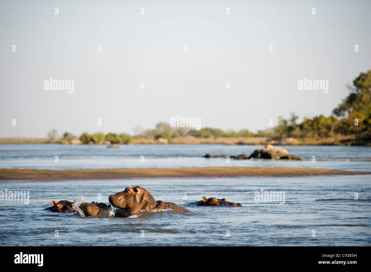 Malawi, Majete Wildlife Reserve. Eine Herde von Nilpferd in der Shire-Fluss. Stockfoto