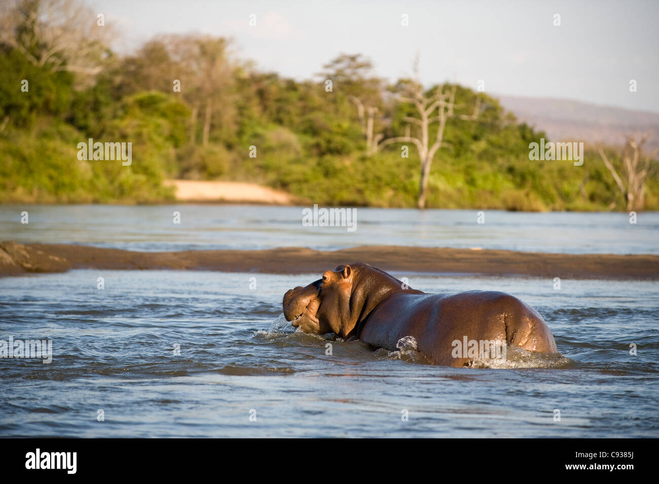 Malawi, Majete Wildlife Reserve. Ein Nilpferd kreuzt eine schmale Sandbank in der Shire-Fluss. Stockfoto