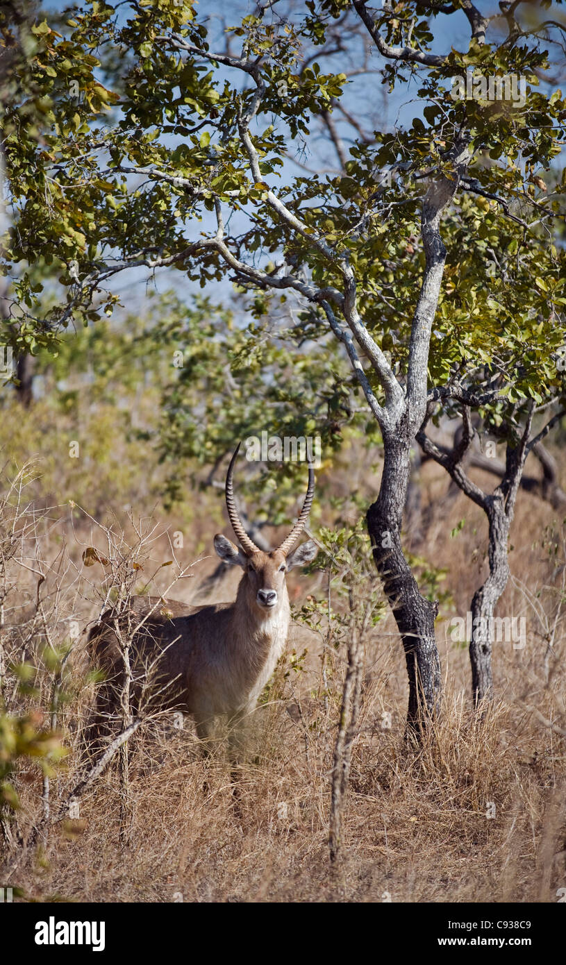 Malawi, Majete Wildlife Reserve.  Männliche Wasserbock im Brachystegia Wald. Stockfoto