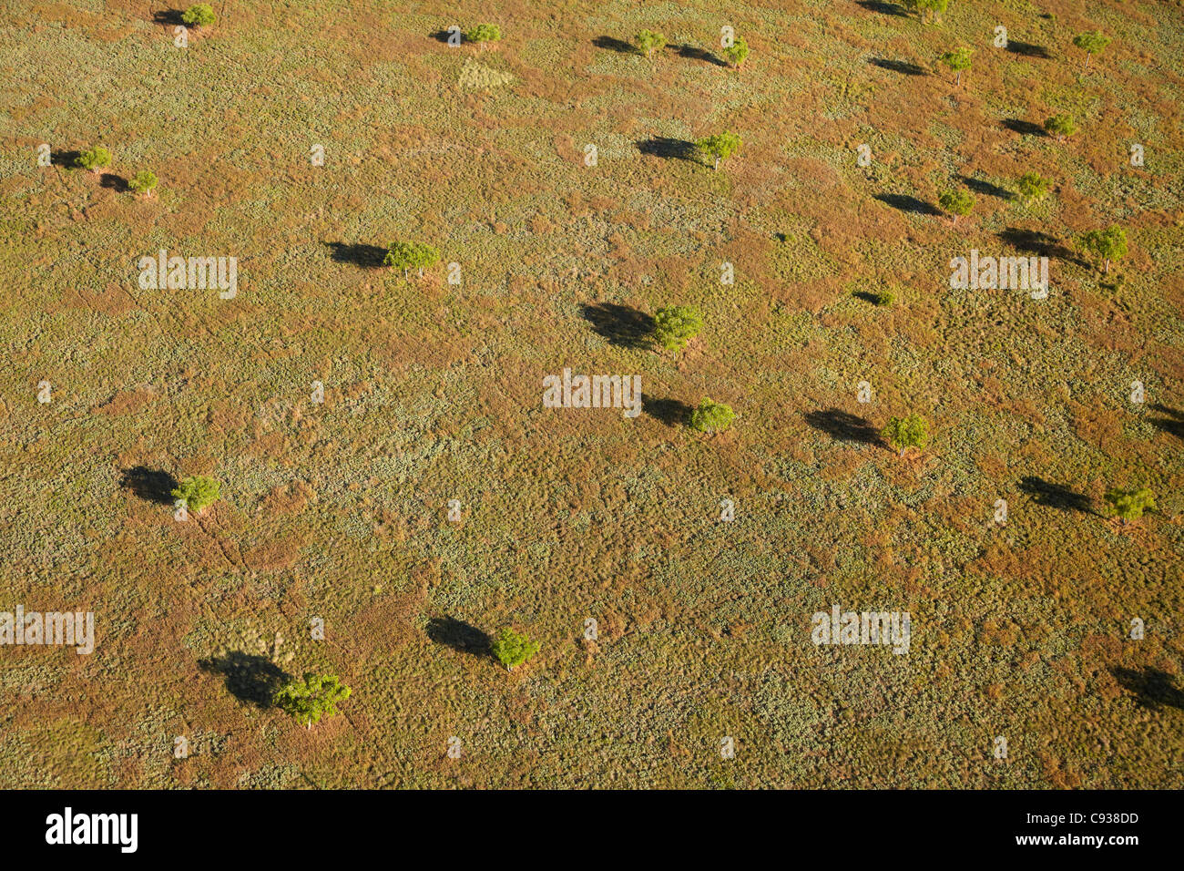 Bäume und Grasebenen in der Nähe von Warmun (Türkei Creek), Kimberley-Region, Western Australia, Australien - Antenne Stockfoto