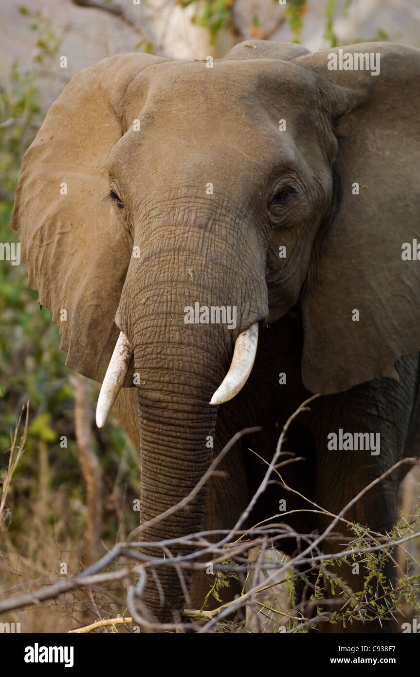 Malawi, Majete Wildlife Reserve.  Einen Elefanten füttern auf einer Akazie Busch in Majete am späten Nachmittag. Stockfoto