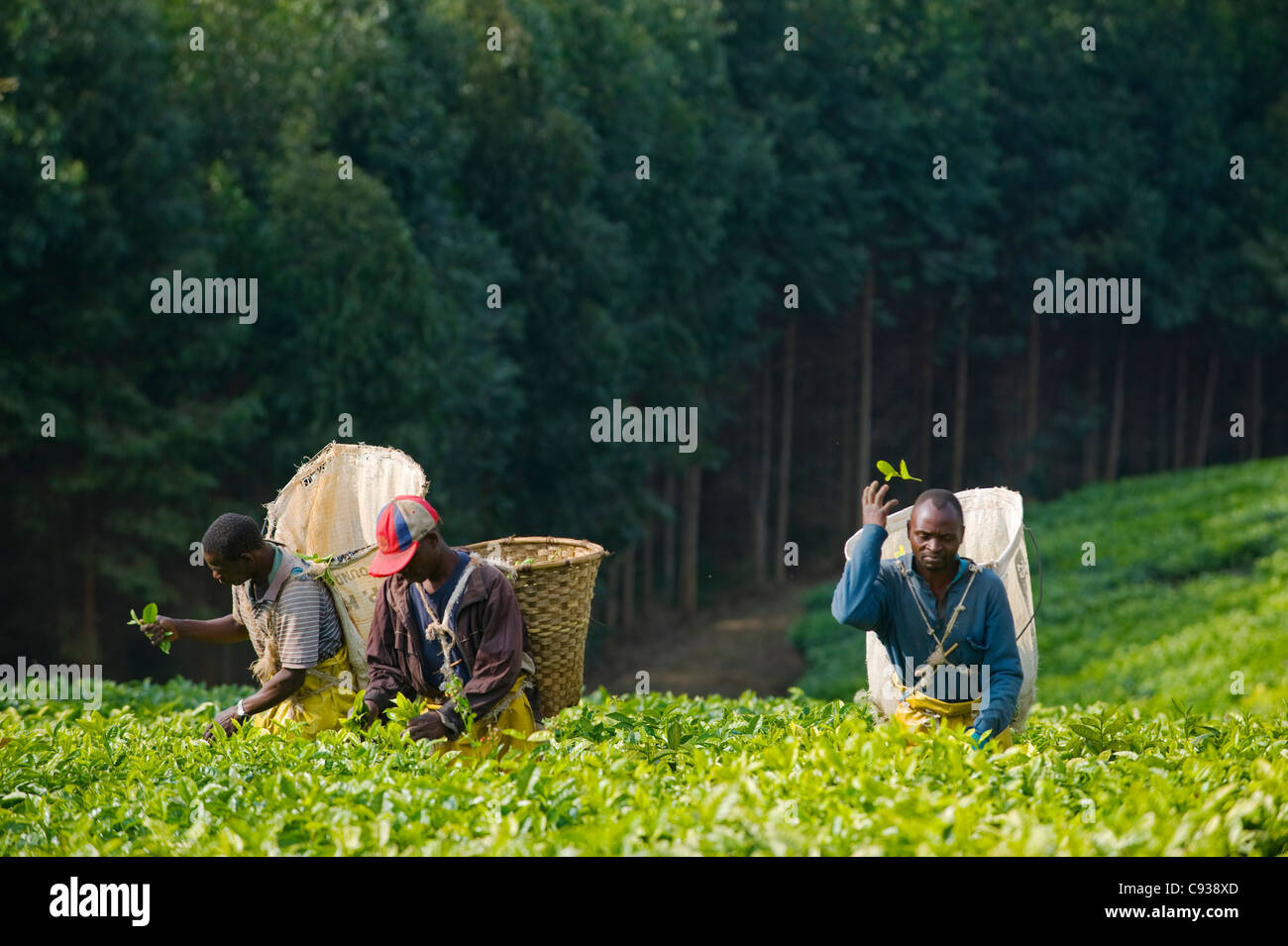Malawi, Thyolo, Satemwa Teeplantage.  Arbeiter Tee zupfen. Stockfoto