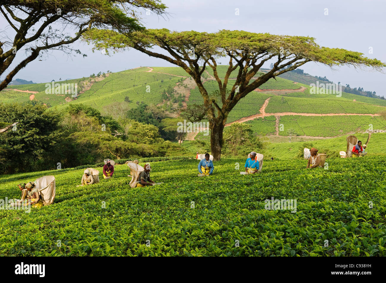 Malawi, Thyolo, Satemwa Teeplantage.  Arbeiter Tee zupfen. Stockfoto
