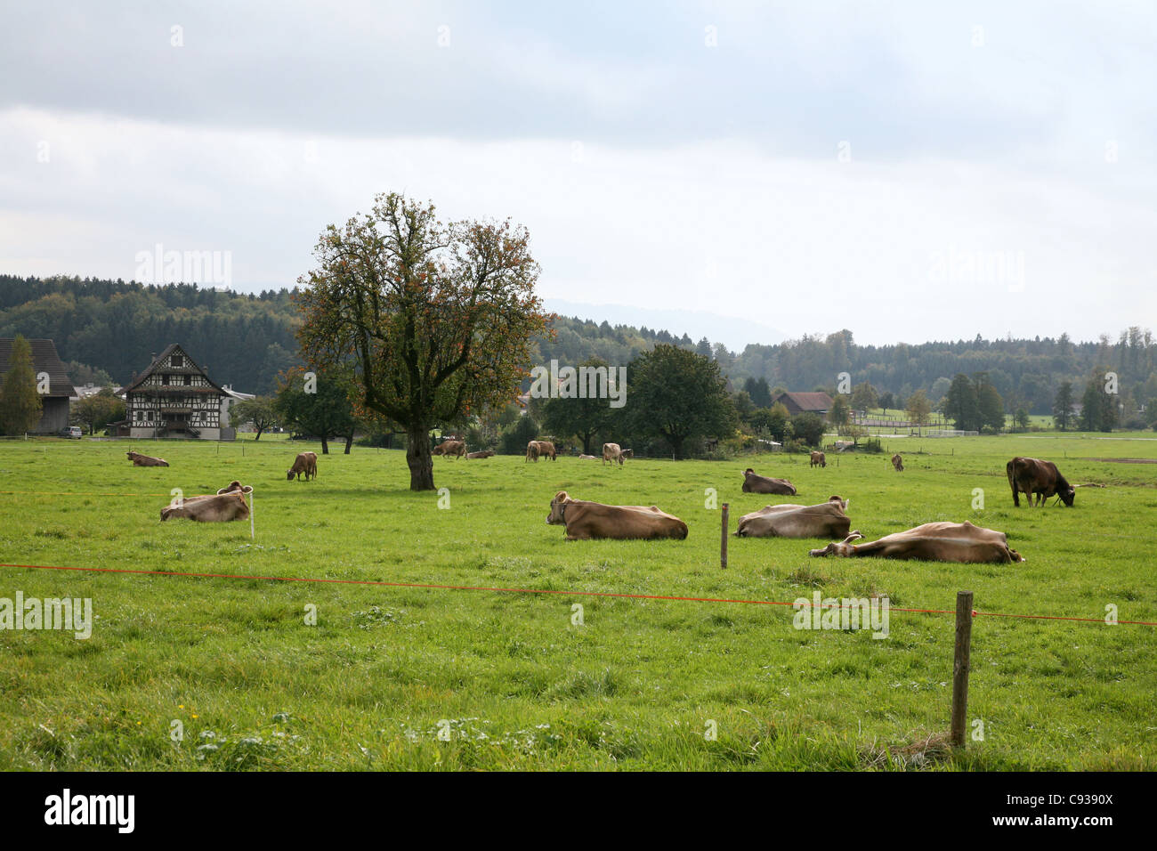 Kuh Wiese Stockfoto