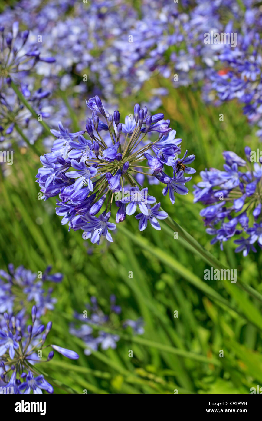 Agapanthus 'Bressingham Blue' Stockfoto