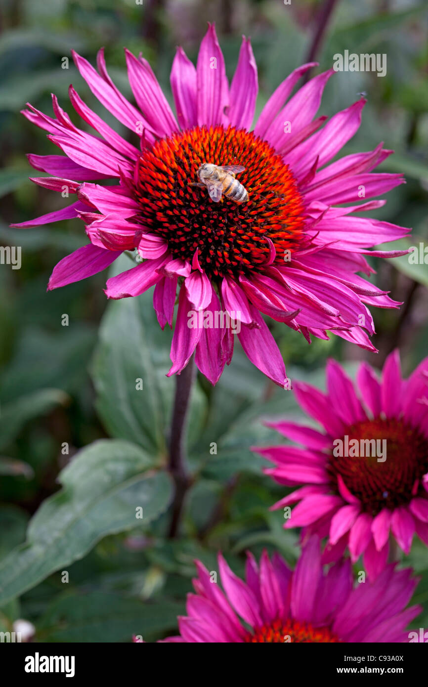 Biene auf Echinacea Purpurea "Rubinglow" Stockfoto