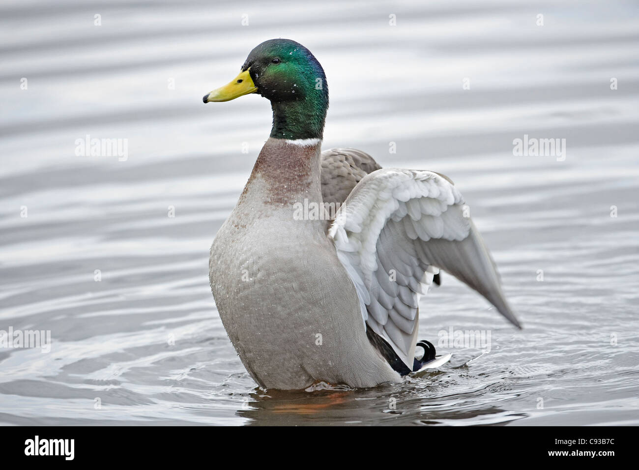 Eine Stockente Drake (Anas Platyrhynchos) seine Flügel nach dem Waschen Trocknen. Stockfoto