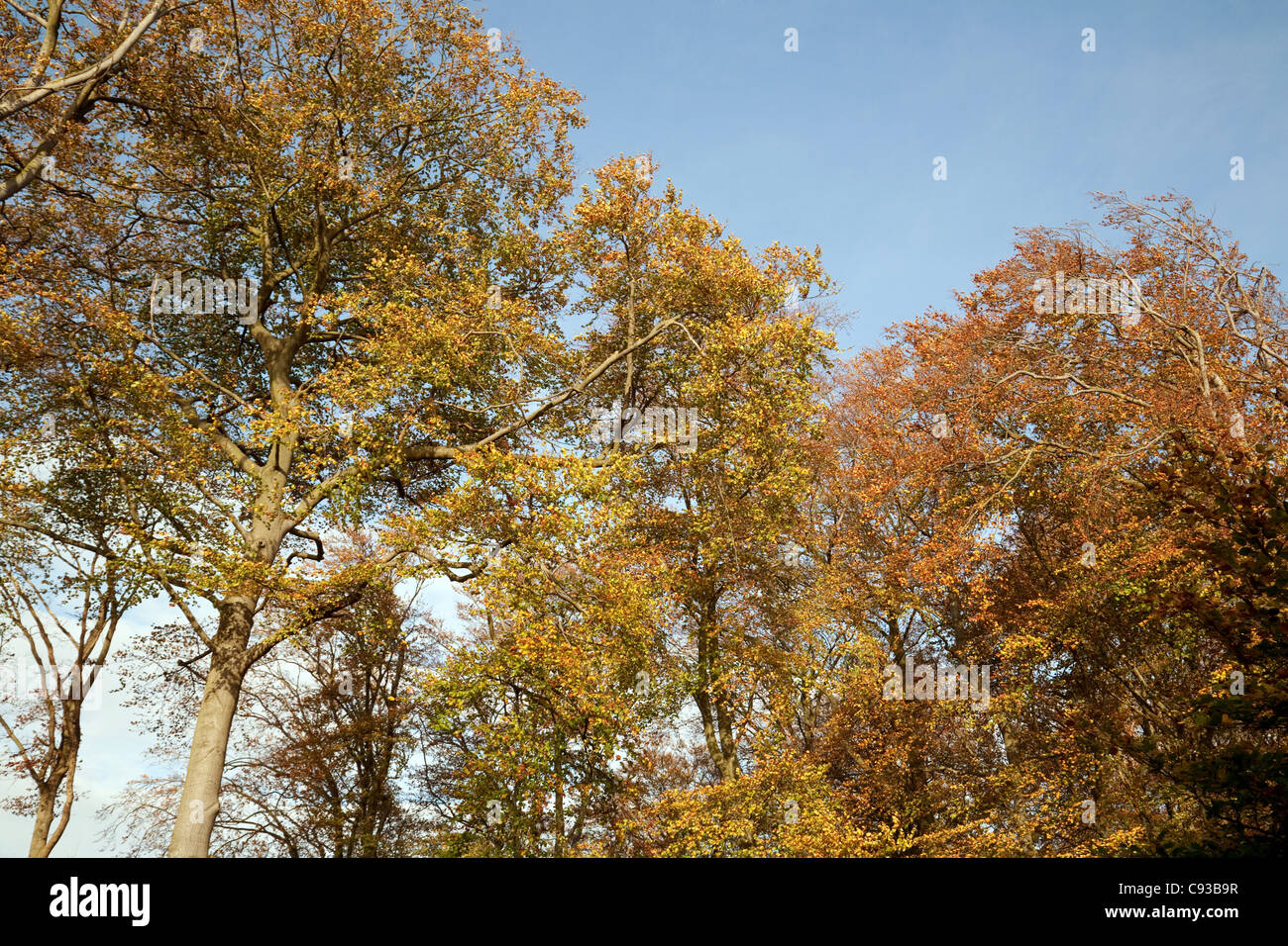 Bäume im Herbst, Suffolk UK Stockfoto